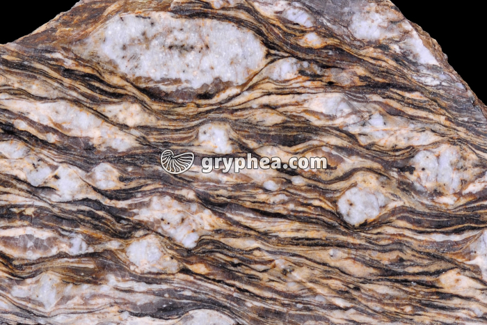 Gneiss oeillé - surface polie - détail - gryphea.com